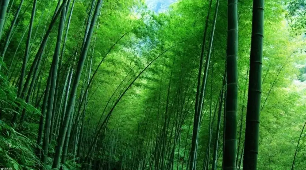 Bamboo   www.chnmingouwipes.com